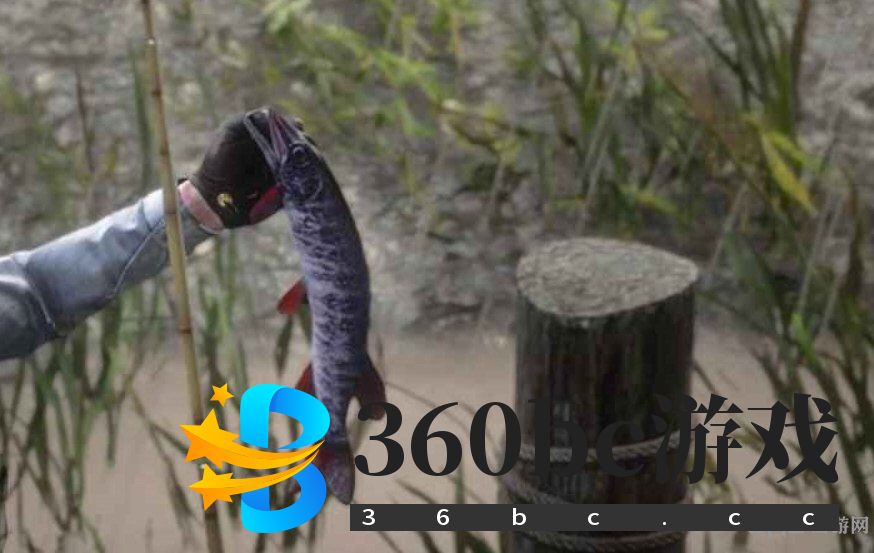 传说红鳍带纹鱼图片2