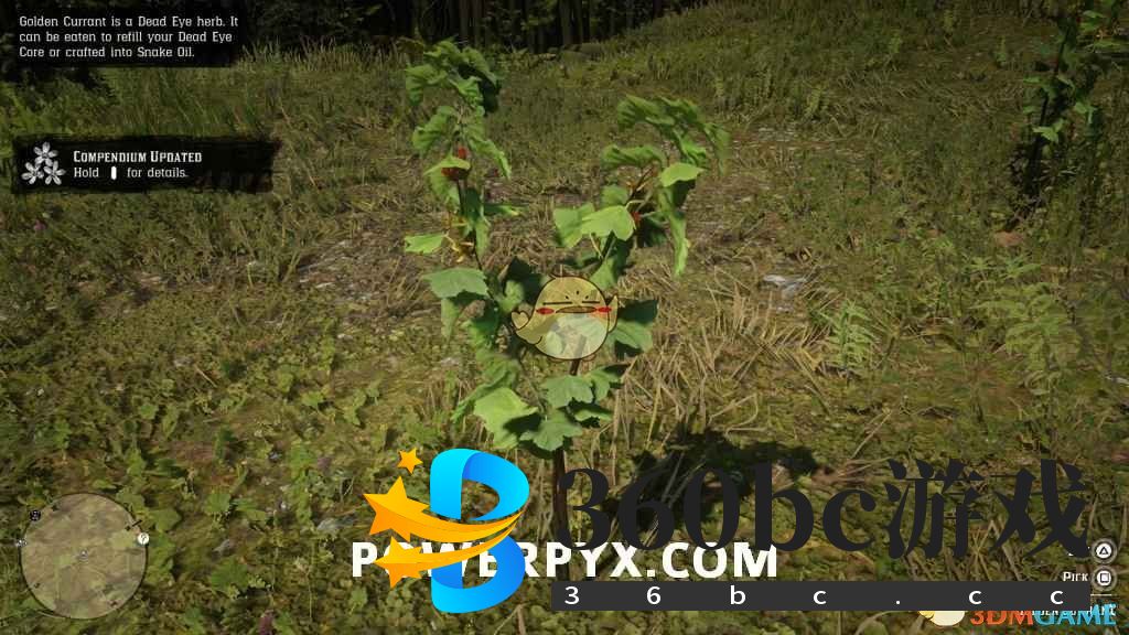 《荒野大镖客2》香茶藨子采集位置介绍