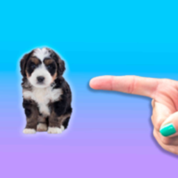 别碰我的狗游戏(dont touch my dog)